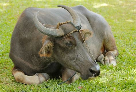  The Curious Case of the Carabao Who Fell in Love! Exploring Themes of Unrequited Love and Animal Companionship in Philippine Folklore