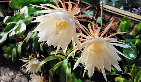 Queen of the Night Blossoms: En magisk berättelse om kärlek, förlåtelse och det mänskliga villkoret i 7:e århundradets Malaysia